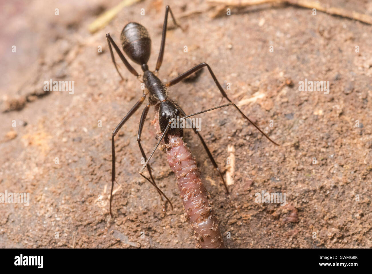 Un predatore lotte ant con un lombrico sul pavimento della giungla in Perù. Foto Stock