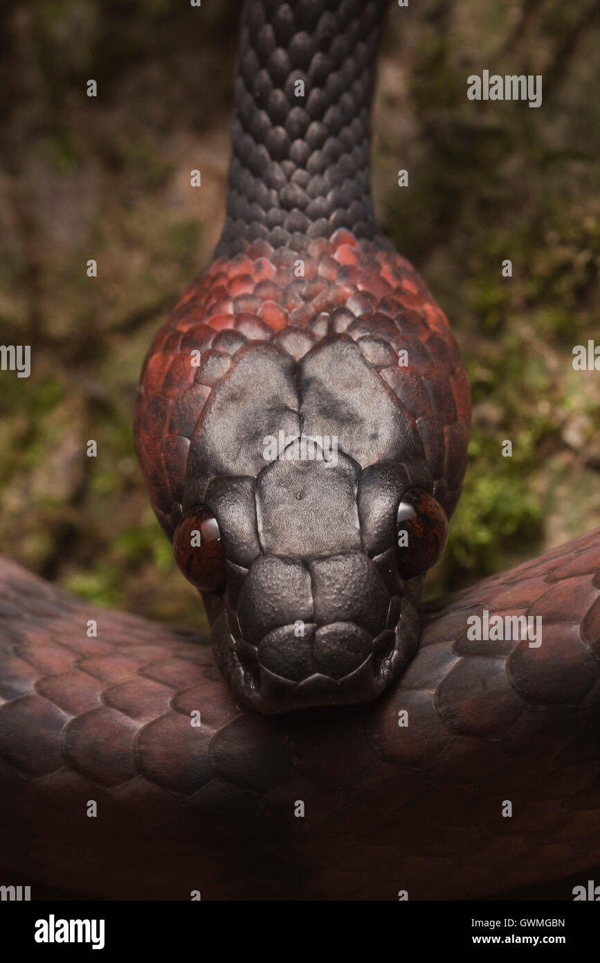 Un vitigno rosso serpente (Siphlophis compressus) dalla giungla peruviana. Foto Stock