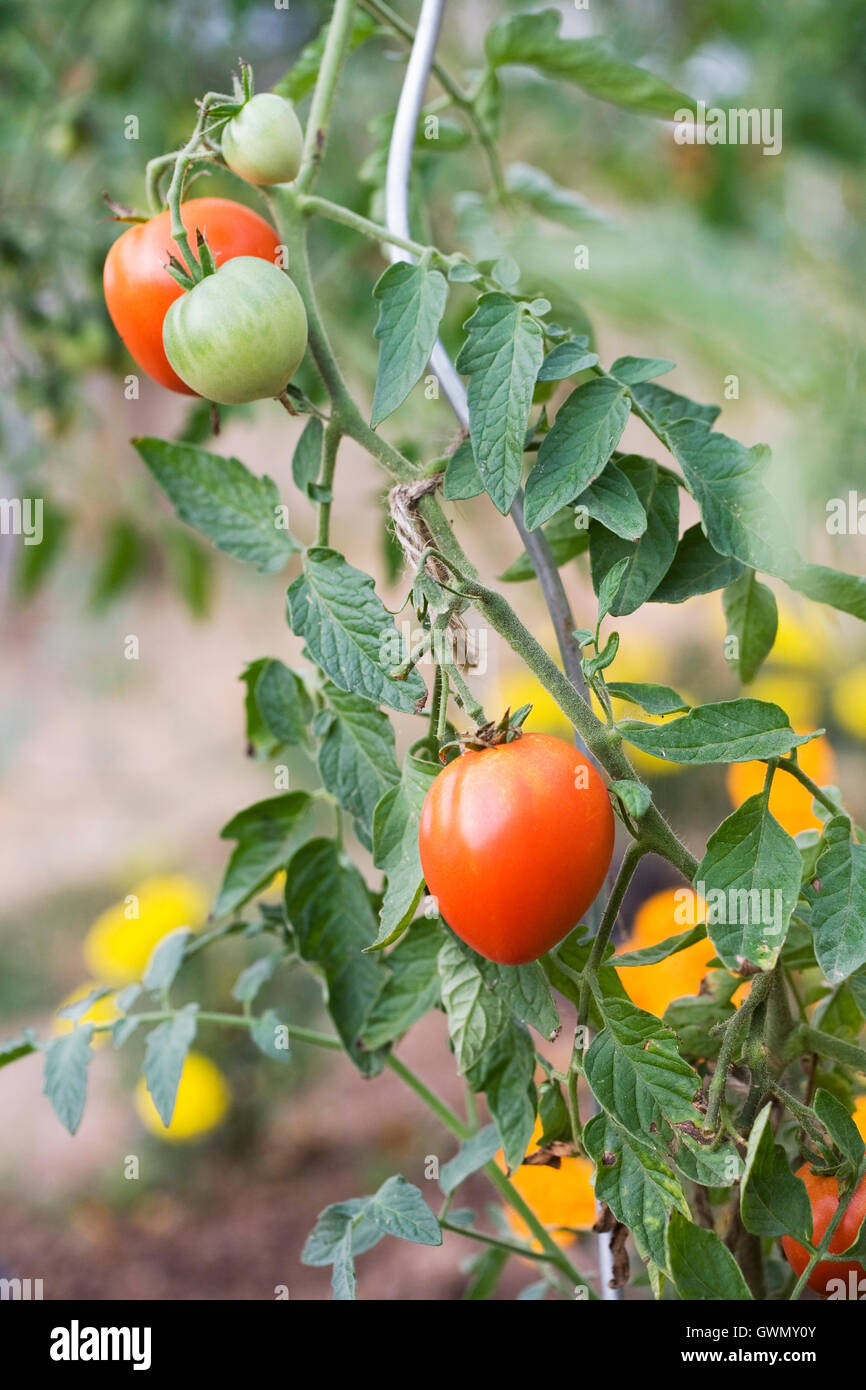 Lycopersicon esculentum. Pomodori maturazione sulla vigna piantata con il francese calendula fiori. Foto Stock