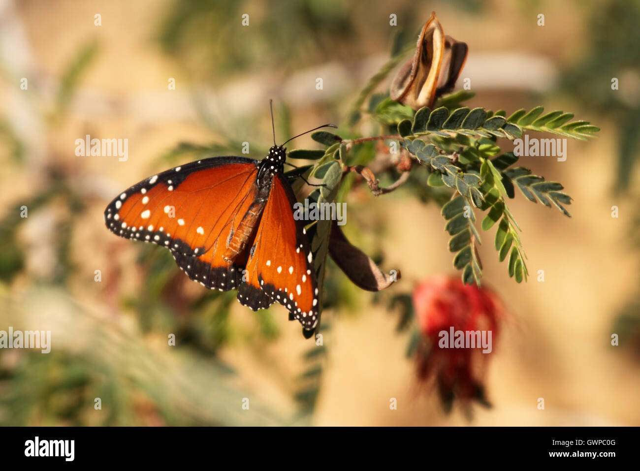 Una Farfalla appollaiato. Foto Stock