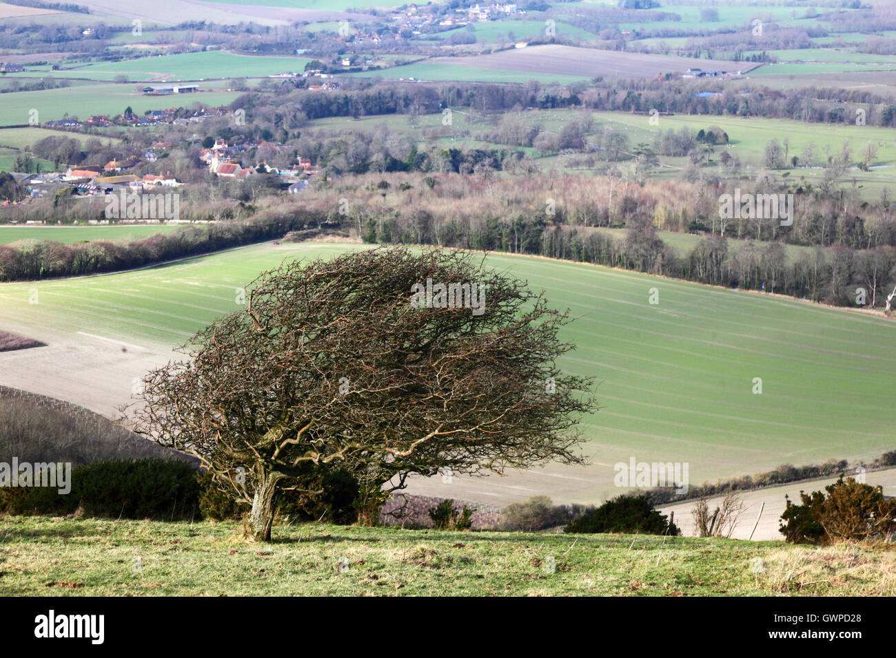 Ventoso prugnolo tree (Prunus spinosa, firle villaggio in background, South Downs national park, East Sussex, Inghilterra Foto Stock
