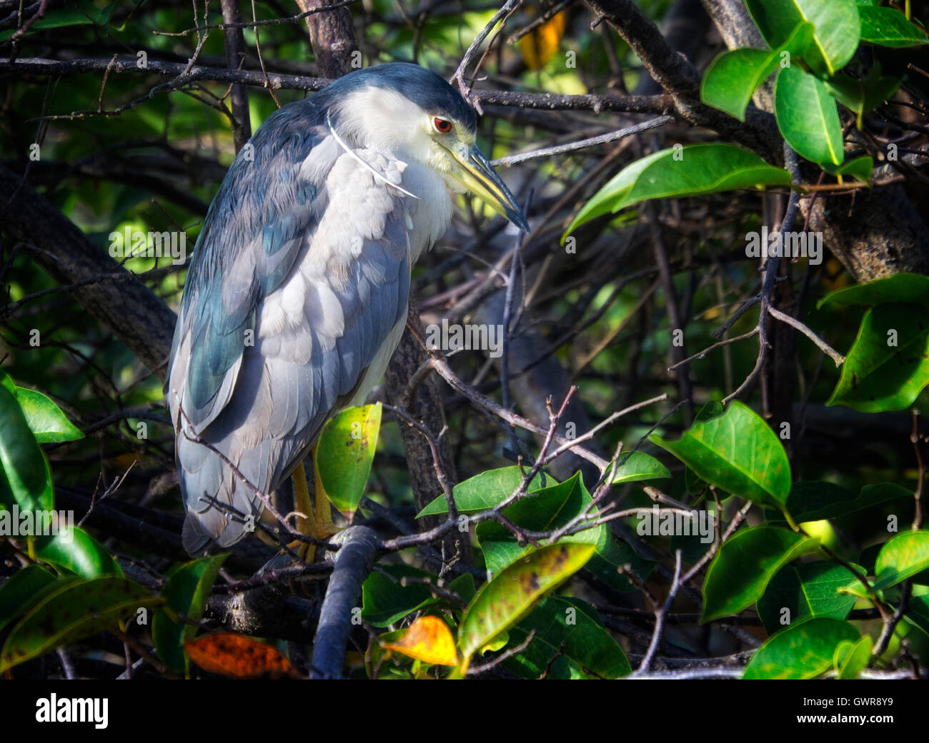 Un Nero coronato Nitticora Appollaiato tra i rami di un laghetto apple viene visualizzata la struttura ad albero di sleepy nel tardo pomeriggio nella Florida del Sud. Foto Stock