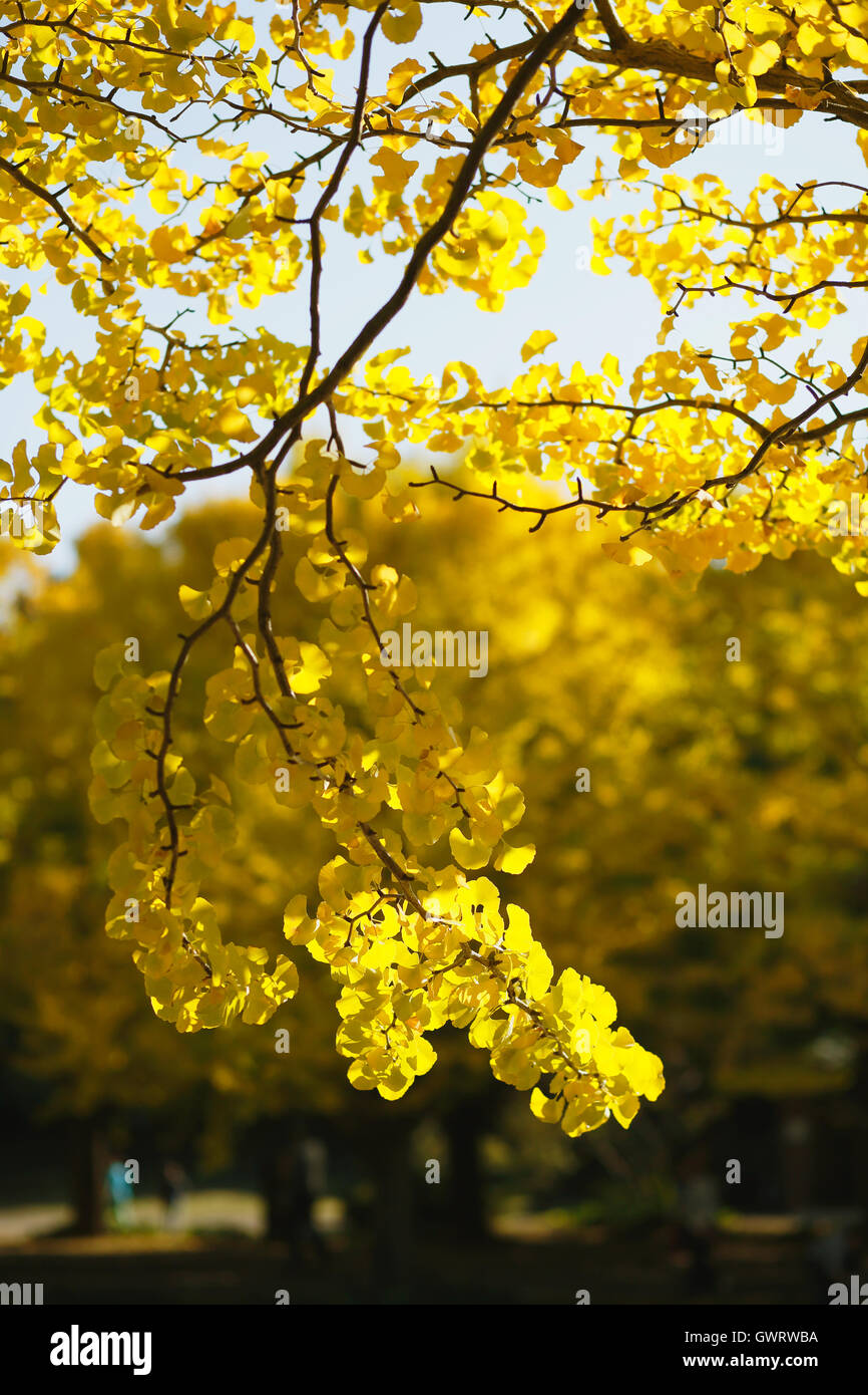 Giallo di foglie di ginkgo Foto Stock