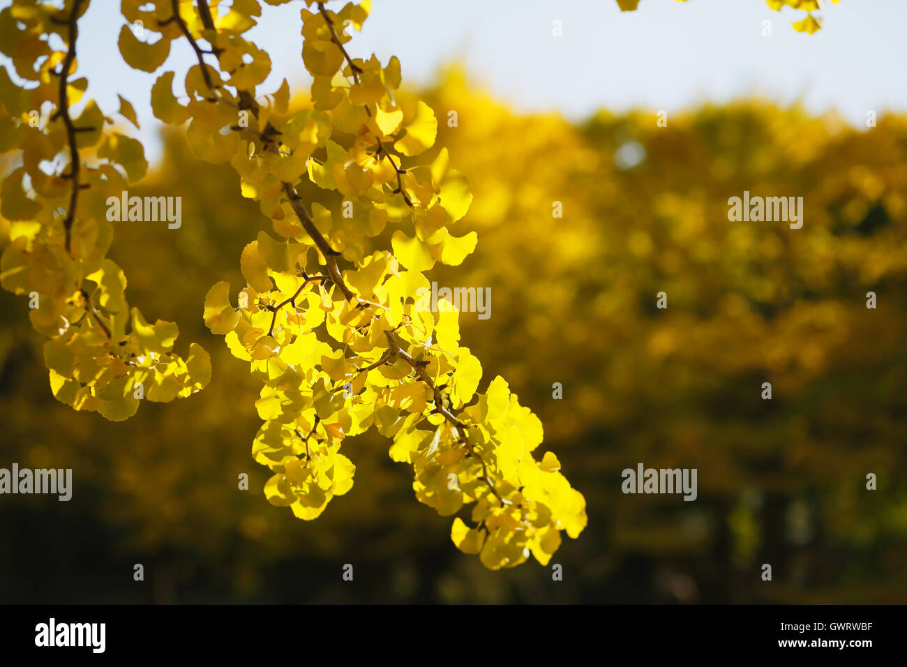 Giallo di foglie di ginkgo Foto Stock