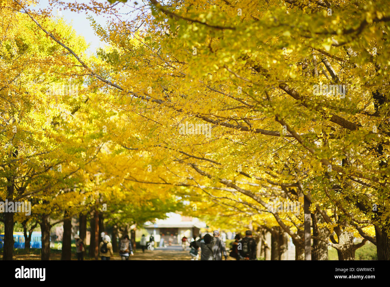 Giallo di foglie di Ginkgo in un parco della città di Tokyo, Giappone Foto Stock
