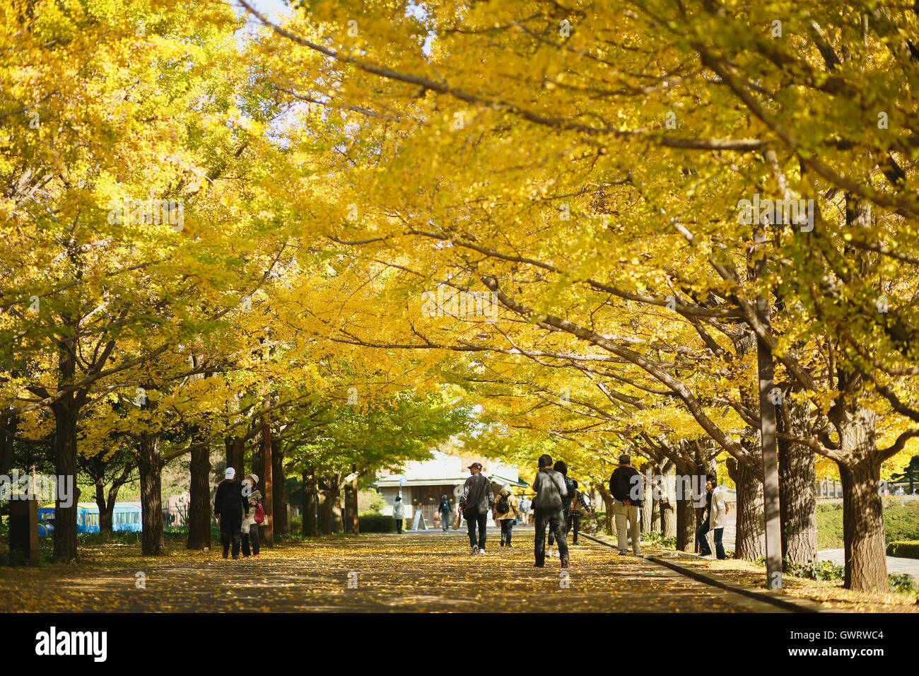 Giallo di foglie di Ginkgo in un parco della città di Tokyo, Giappone Foto Stock