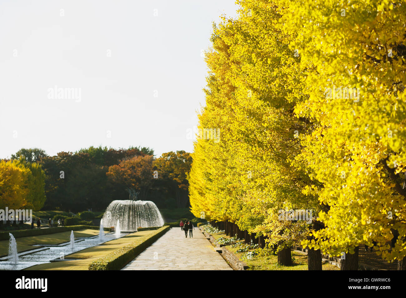Giallo di foglie di Ginkgo in un parco della città di Tokyo, Giappone Foto Stock