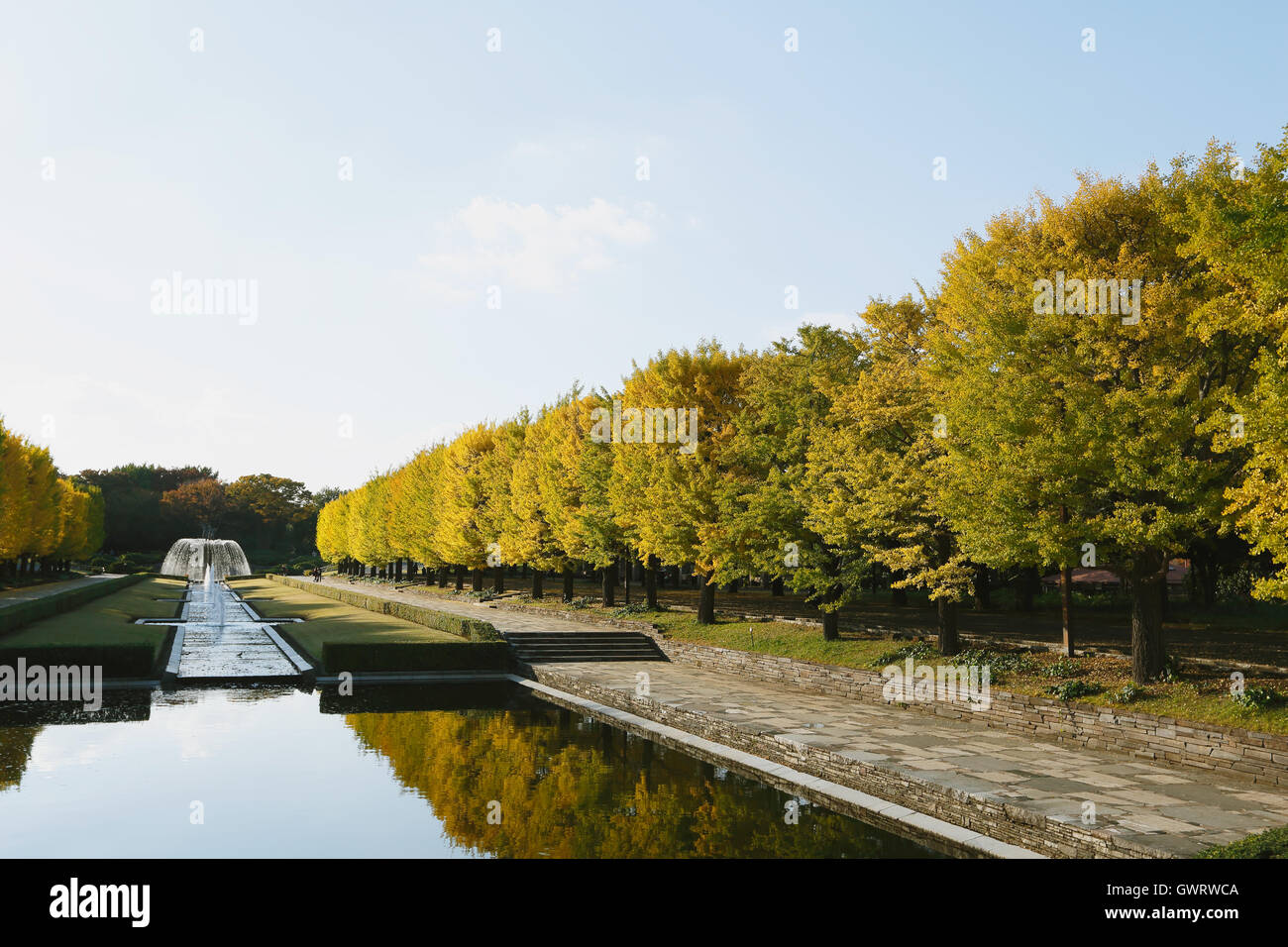 Giallo di foglie di Ginkgo in un parco della città di Tokyo, Giappone Foto Stock