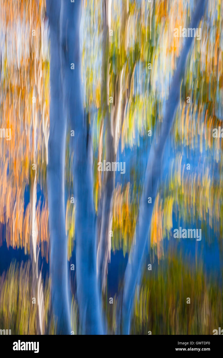 Paesaggio Astratto di autunno betulla alberi di arancio e giallo fogliame crescente sulla riva del lago in autunno. Immagine prodotta dalla camma Foto Stock