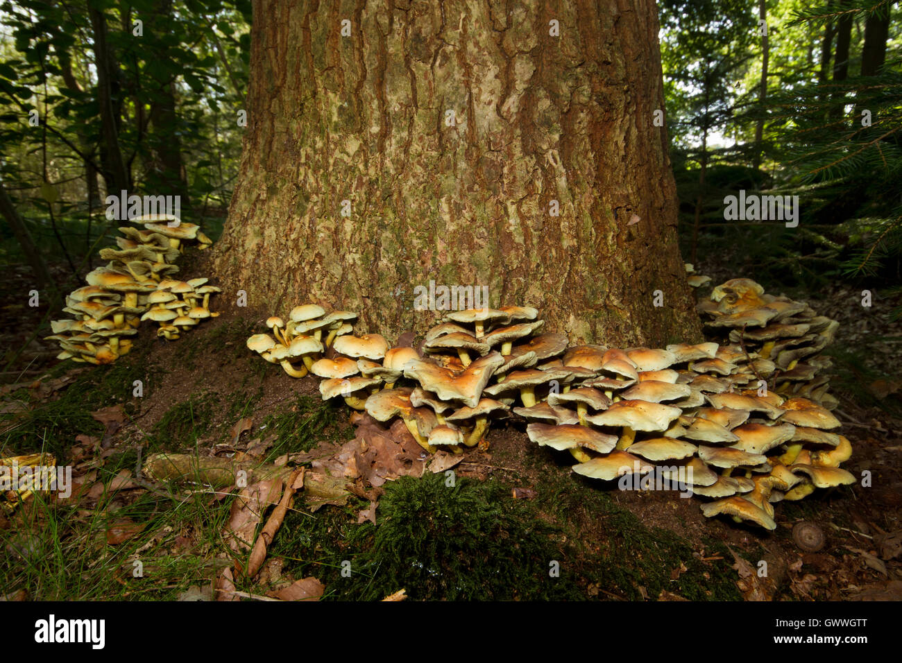 Ciuffo di zolfo, un fungo velenoso, che cresce su un dead Oak tree Foto Stock