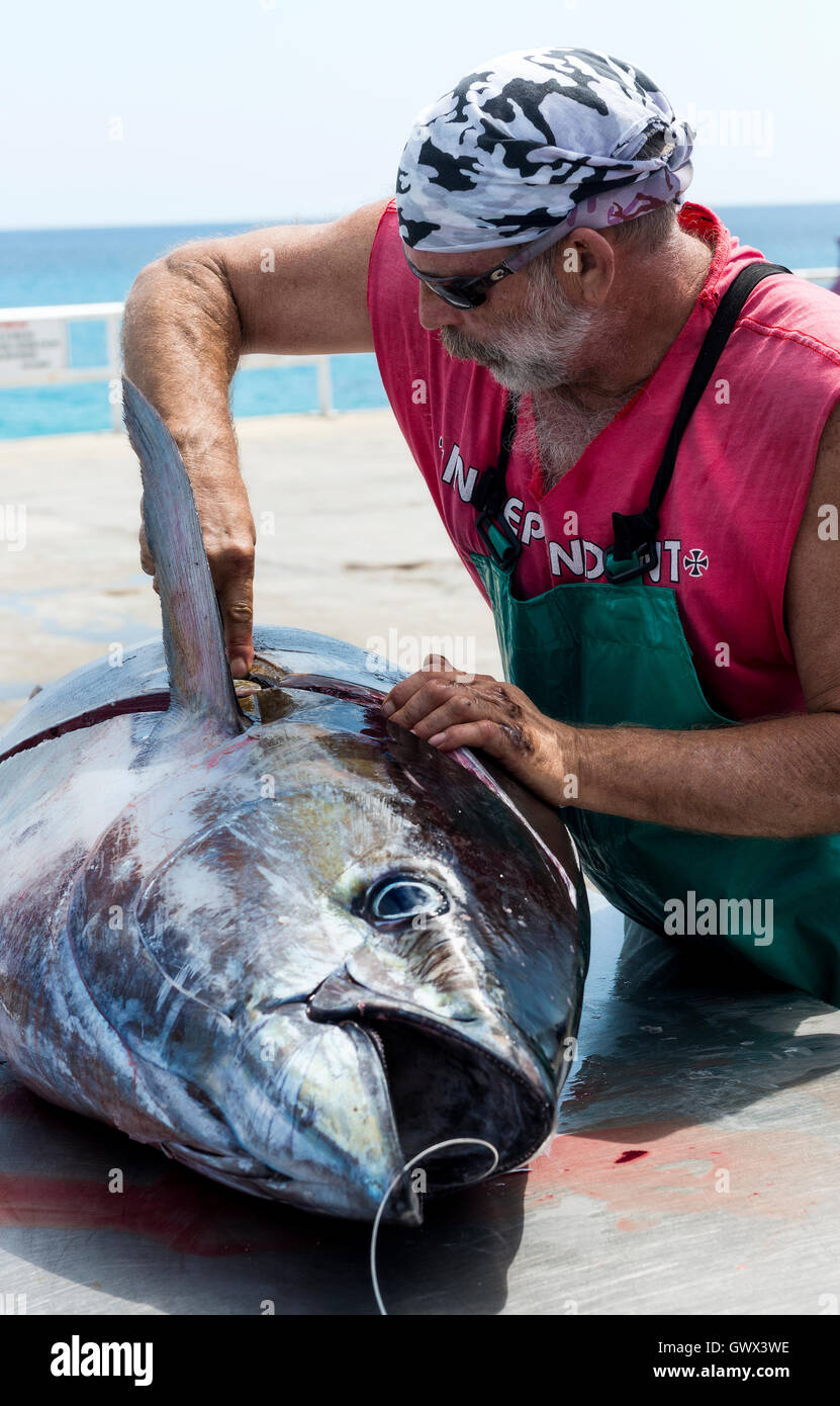 Isola di Ascensione wharf, uomo macellazione freschi sbarcati tonno albacora che è stata la linea catturato da pesca sportiva Foto Stock