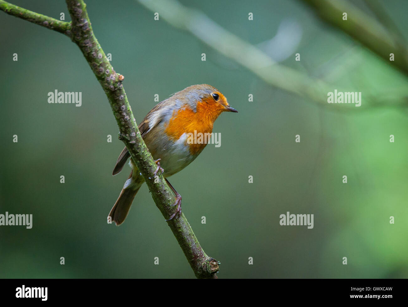 Robin appollaiato in una struttura ad albero Foto Stock