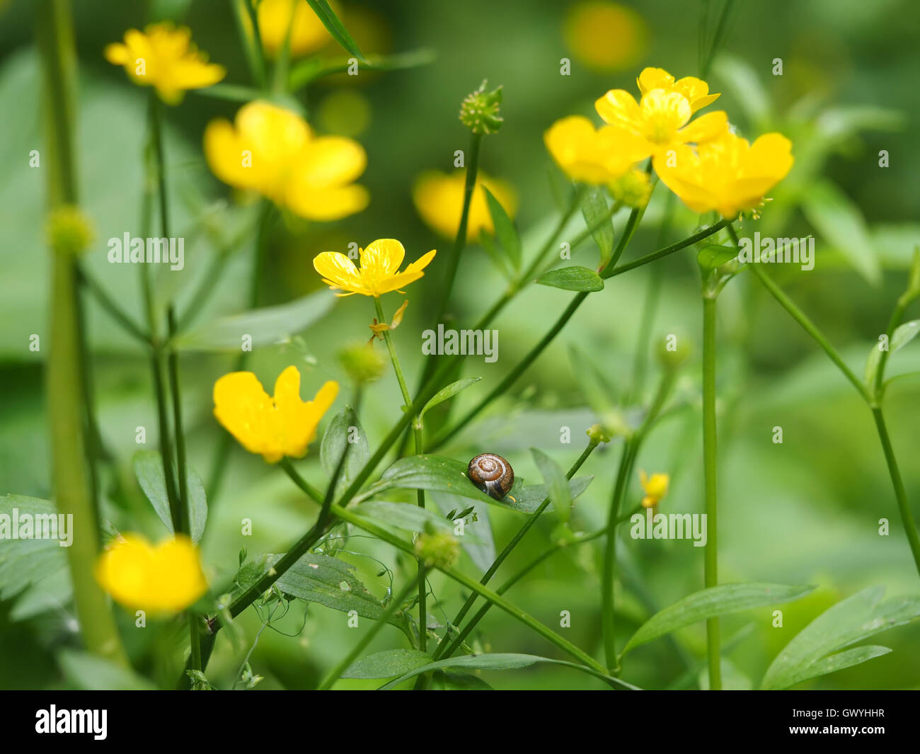 Va a passo di lumaca sul ranuncolo giallo Foto Stock