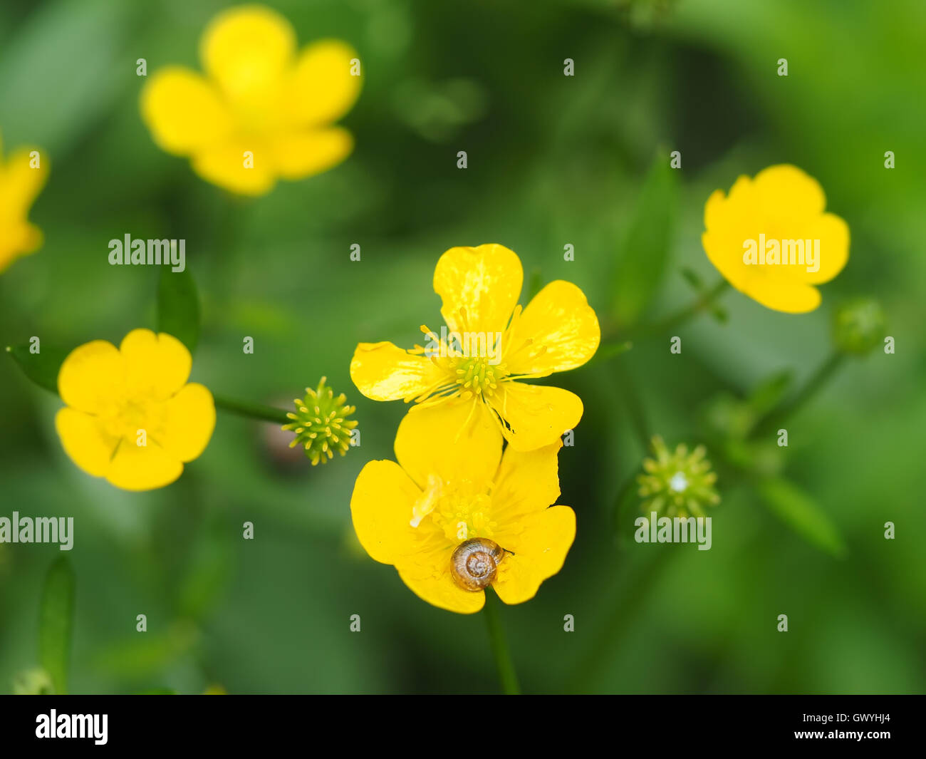 Va a passo di lumaca sul ranuncolo giallo Foto Stock