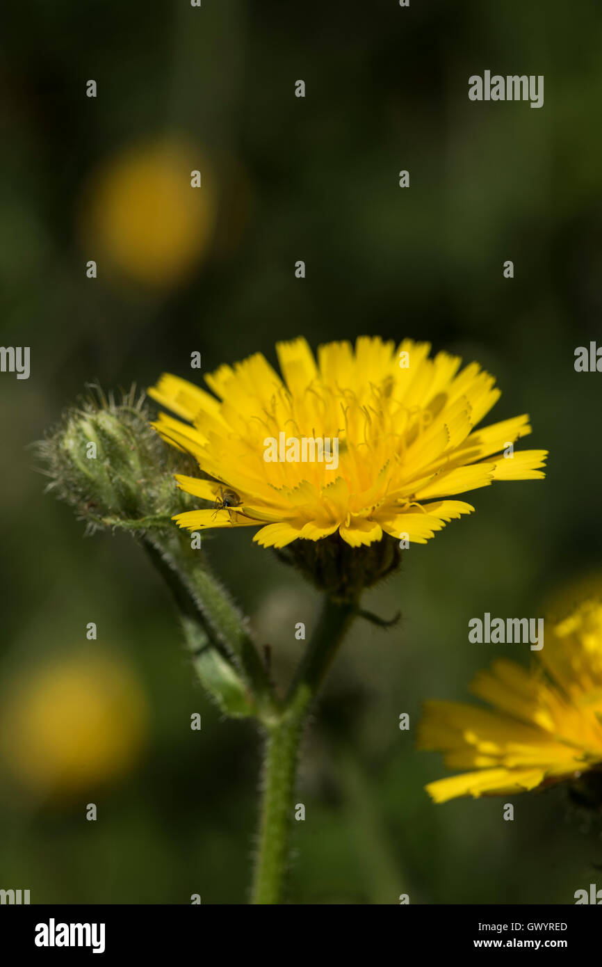 Picris hieracioides ssp. hieraciodes, Hawkweed Oxtongue, crescendo nel bosco aperto, Surrey, Regno Unito. Foto Stock