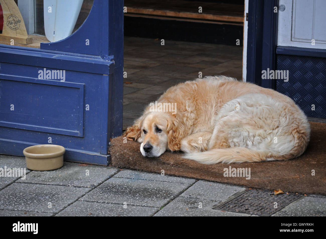 Cane al di fuori del negozio. Foto Stock