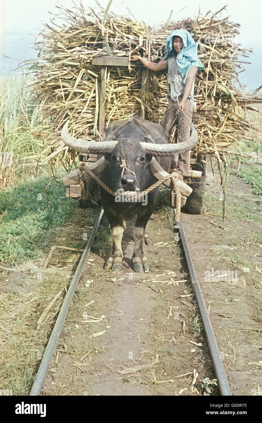 Bufalo d'acqua, conosciuto localmente come Carabao, portare la canna su carri pronti per essere scaricati presso il fungo della rotaia per il trasferimento al mulino, Foto Stock