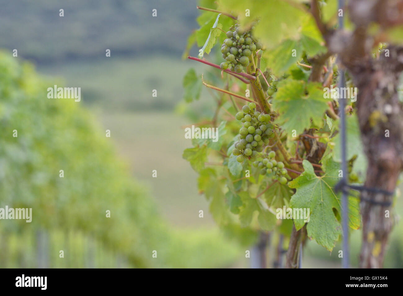 Rathfinny wine estate. Alfriston. East Sussex. Inghilterra " REGNO UNITO Foto Stock