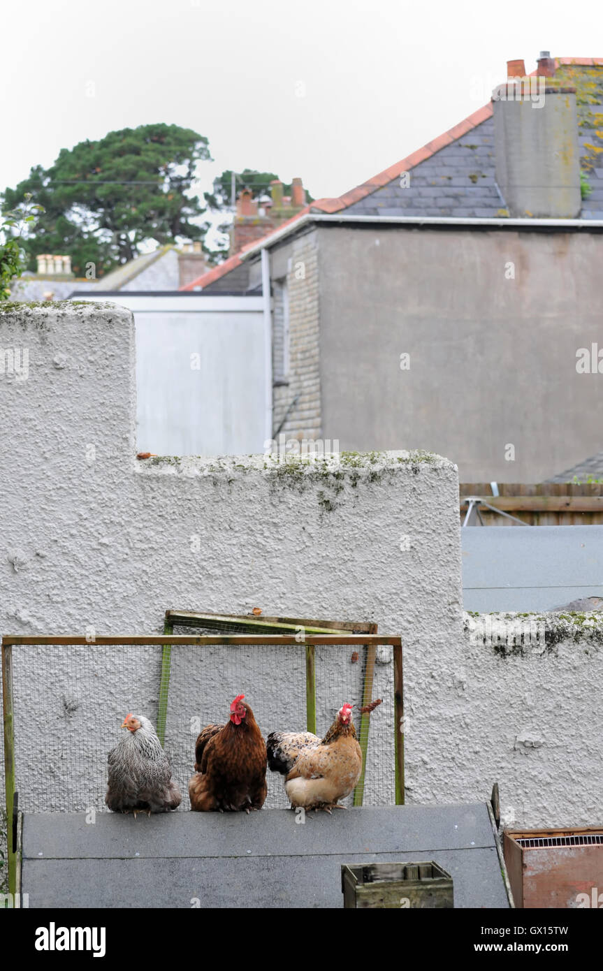 Polli allevati nel giardino sul retro di una casa in Falmouth, Cornwall Foto Stock