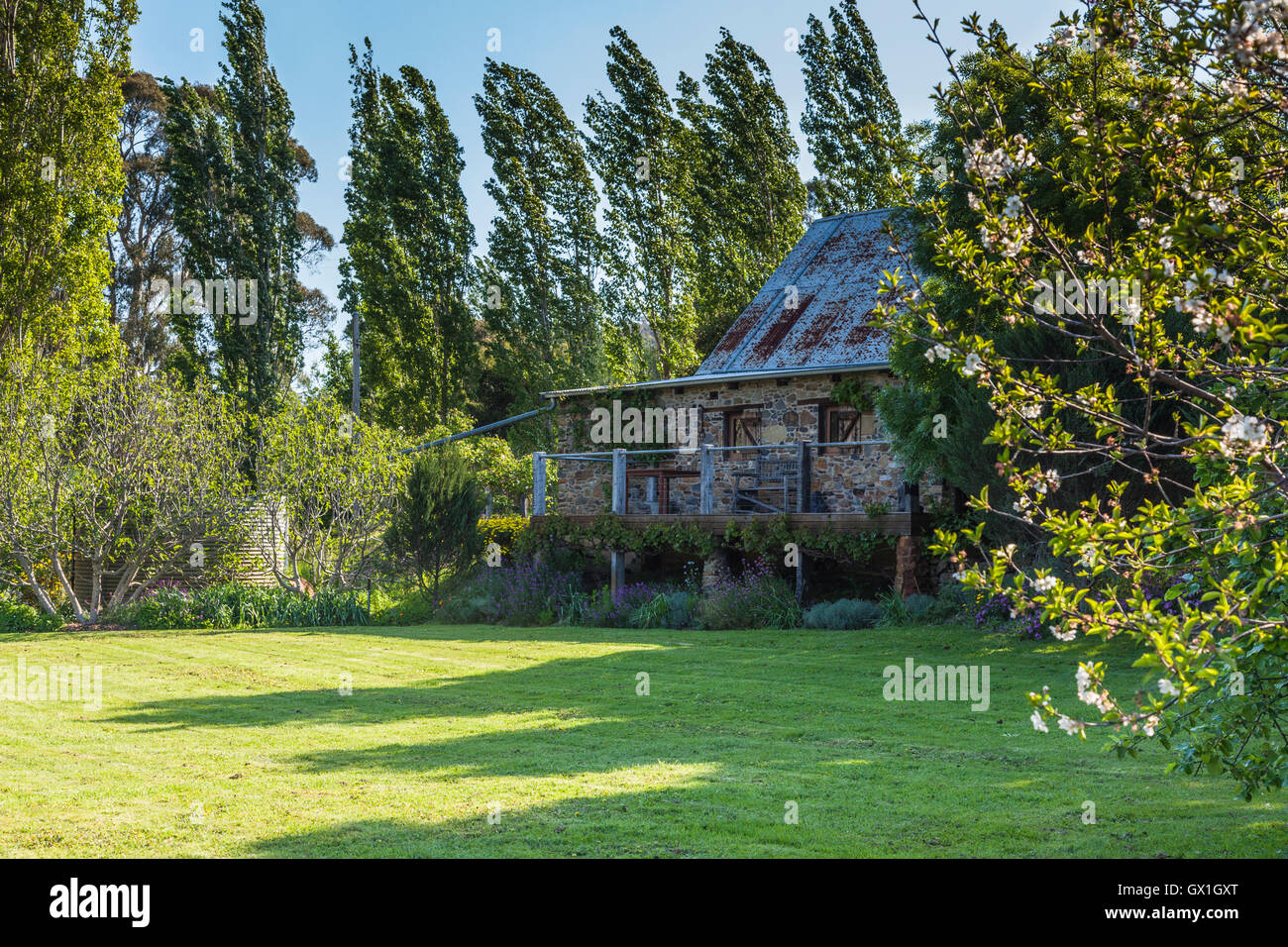 Lavendula agriturismo nella zona centrale di victoria, Australia Foto Stock