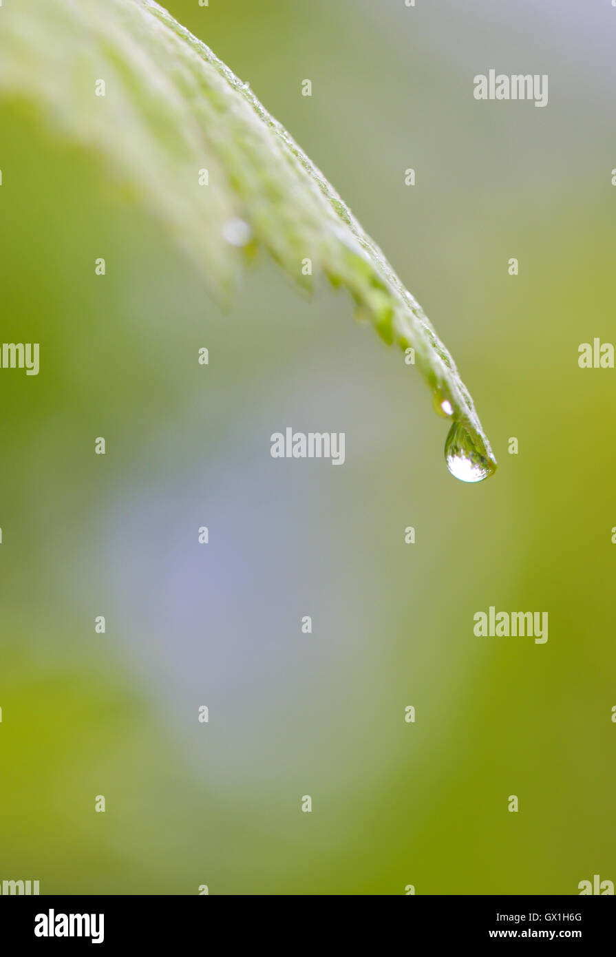 In prossimità di una di gocce di acqua sulle foglie Foto Stock