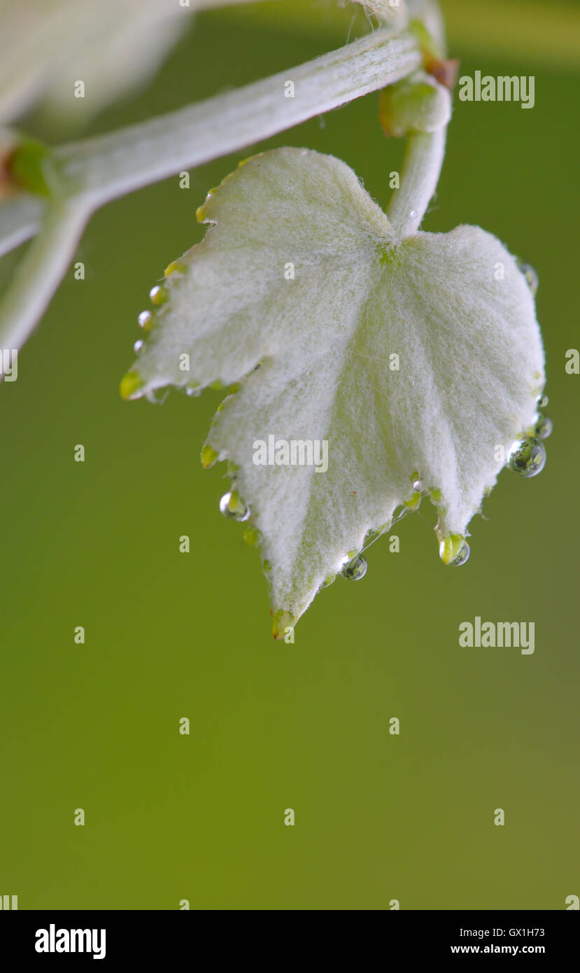 Bella e verde foglia con gocce di acqua Foto Stock