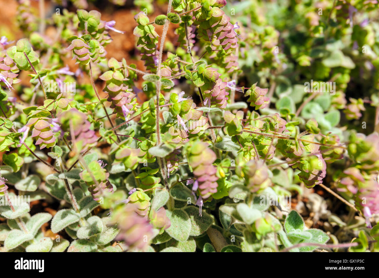 Origanum Dictamnus, Dittany di creta Herb Close-Up Foto Stock