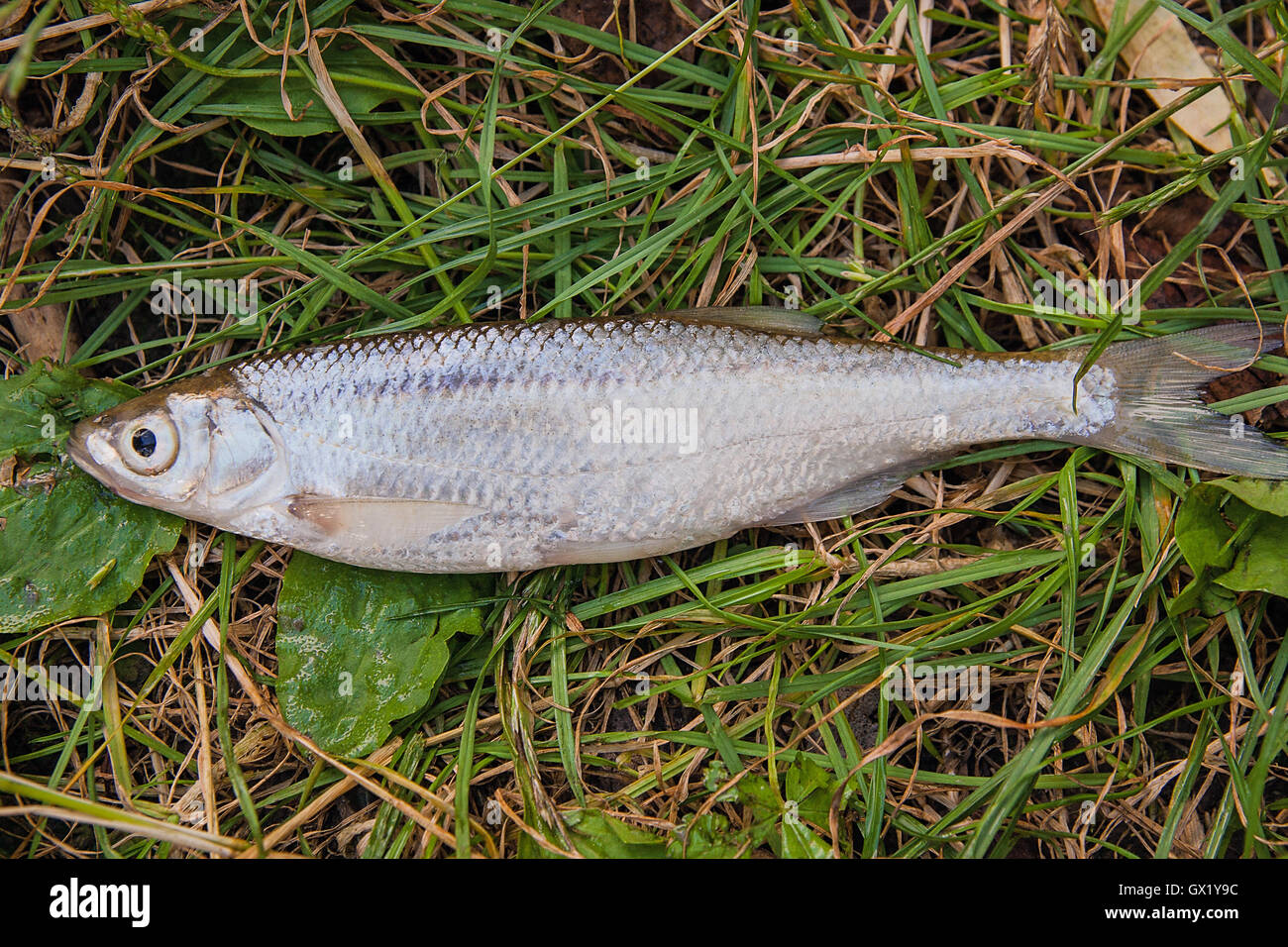 Pesci di acqua dolce appena preso dall'acqua. Alborelle su sfondo naturale. La cattura del pesce - comune tetro. Foto Stock