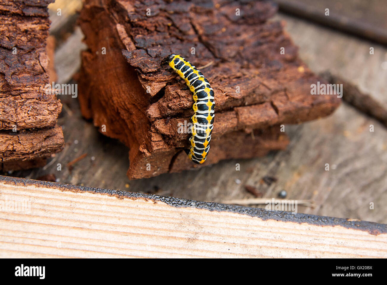 Bella caterpillar si insinua sul pezzo di vecchio legno marrone. Caterpillar del Vecchio Mondo a coda di rondine (Papilio machaon) Foto Stock