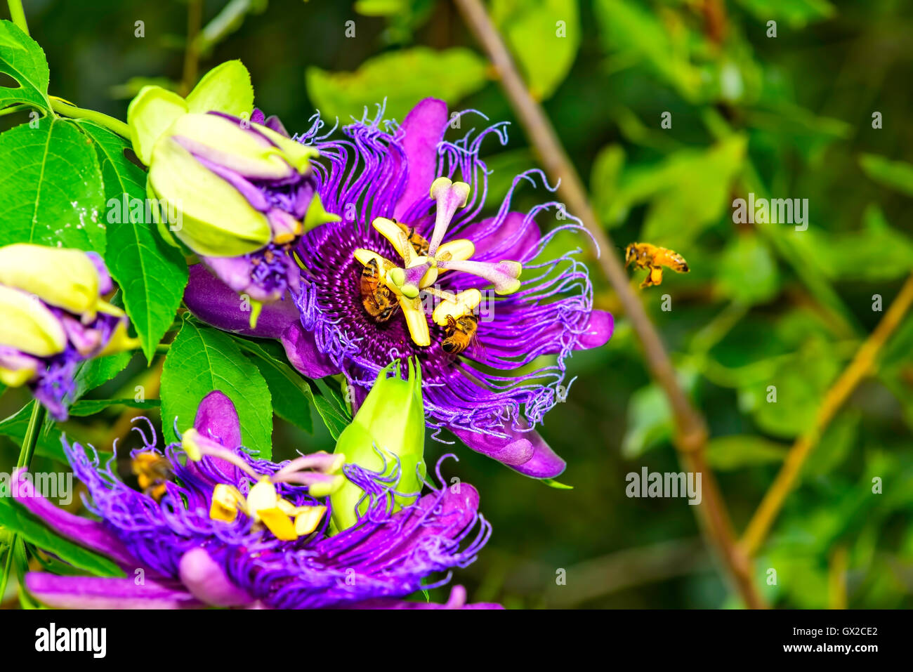 Viola fiore della passione nel pieno fiore con le api mellifere, Northwest Florida, Stati Uniti d'America Foto Stock