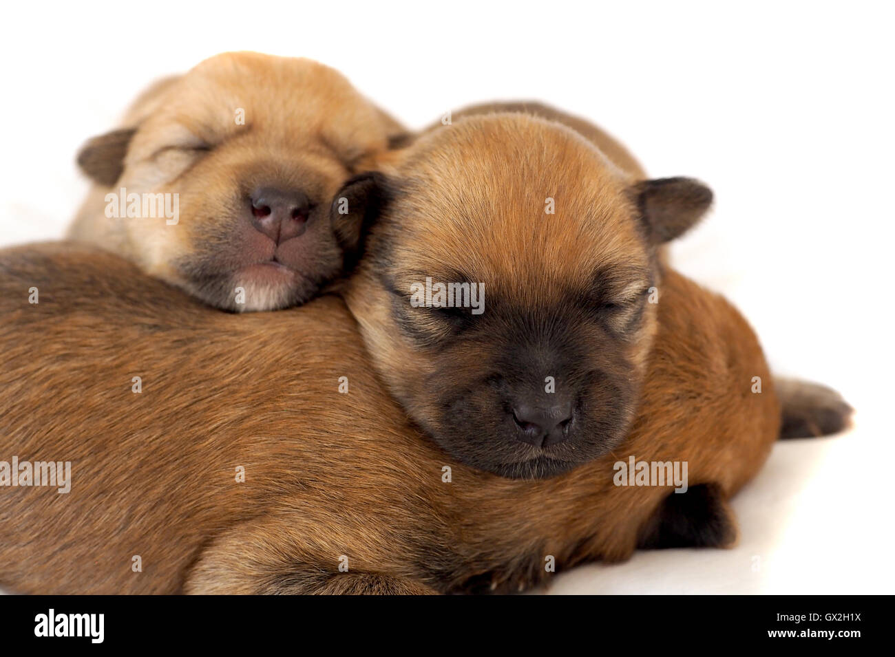 Tre cuccioli, dormendo in un huddle Foto Stock