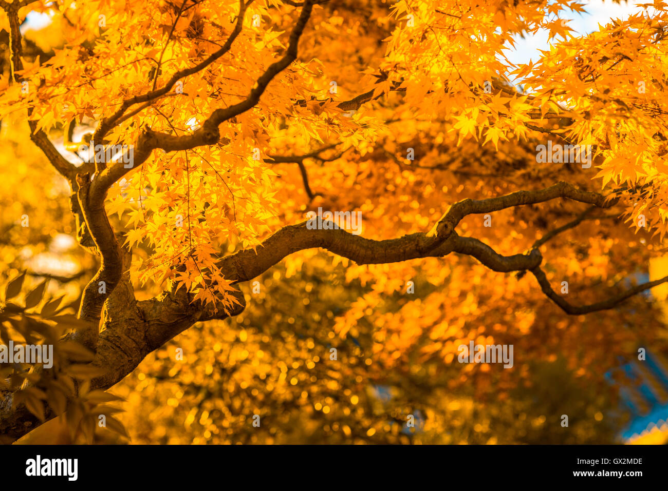 Autumn Tree, molto superficiale la messa a fuoco Foto Stock