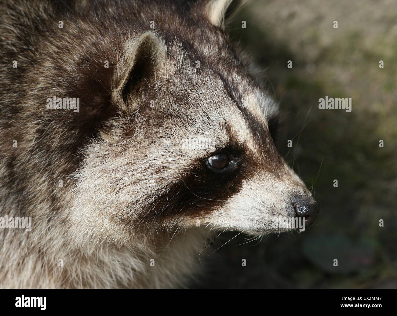 Procione settentrionale (Procione lotor), close-up della testa. Foto Stock