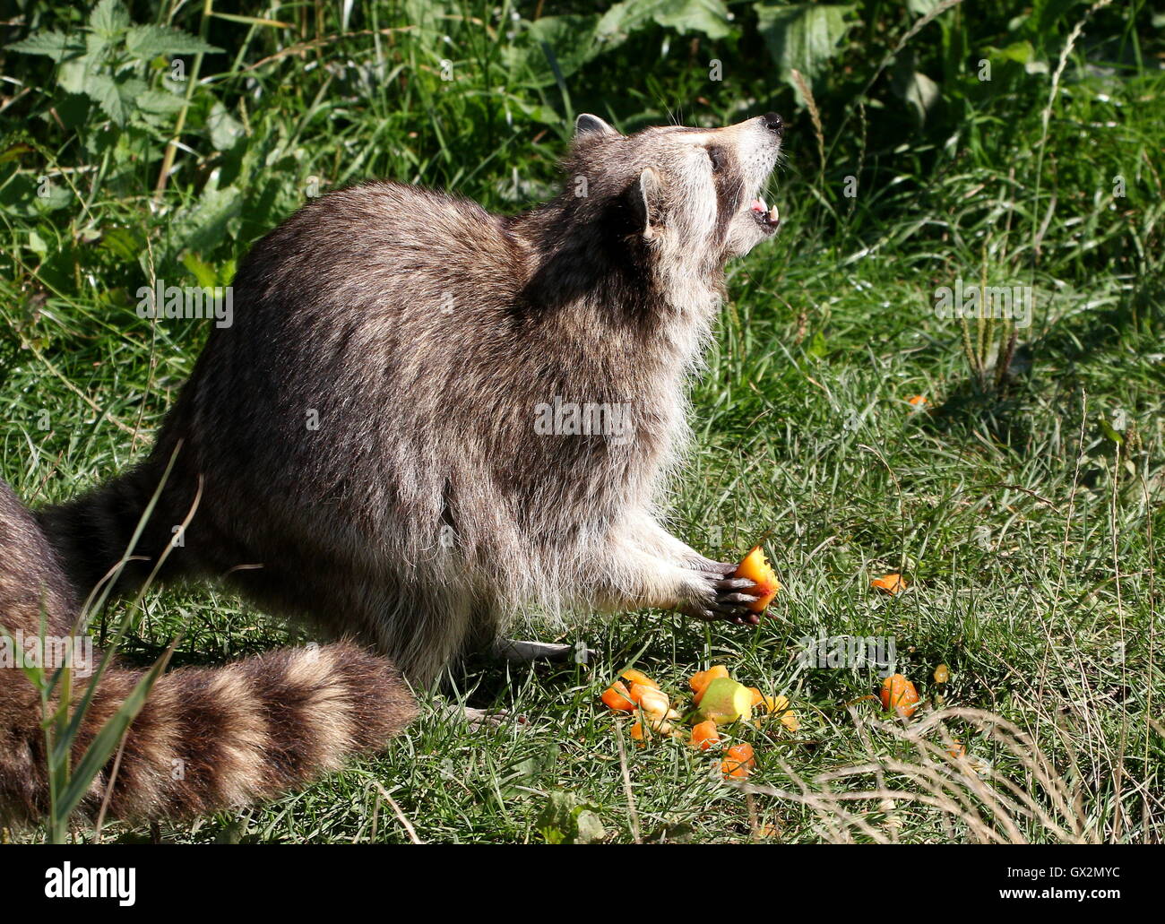 Procione settentrionale (Procione lotor) alimentazione sulla frutta a Rotterdam Blijdorp Zoo Foto Stock