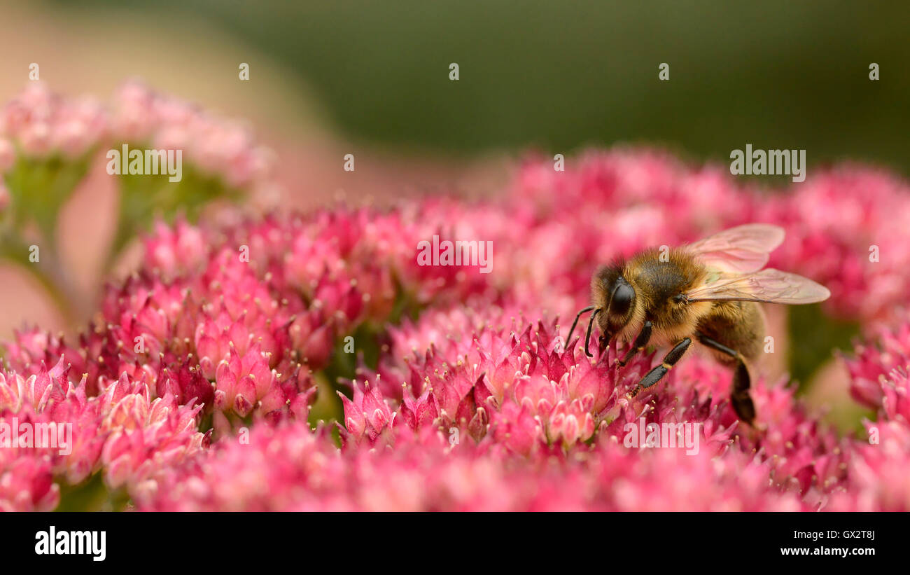 Macro panoramica di miele delle api (Apis) alimentazione sul rosso fiore sedum visto dal profilo Foto Stock