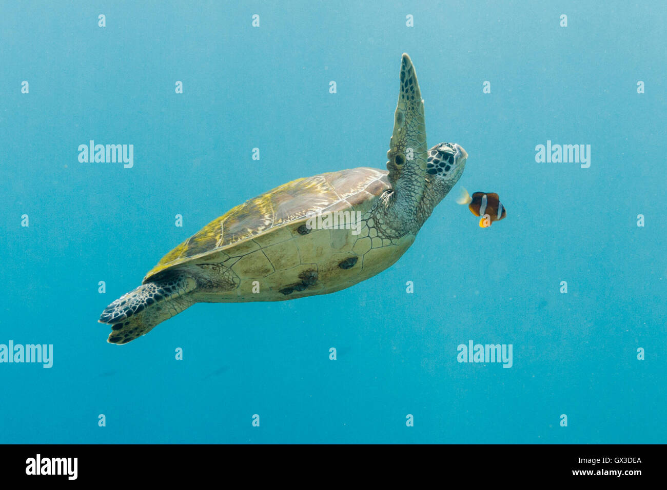 Apo island, Filippine. Il 15 settembre 2016. In una scena dritto fuori di alla ricerca di Nemo questa tartaruga verde sembra avere befriended un pesce pagliaccio, la verità è che la clownfish stava difendendo il suo territorio dalla tartaruga. Credito: Ed Brown/Alamy Live News Foto Stock