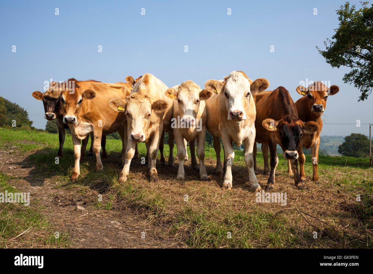 Wheatcroft, Derbyshire, Regno Unito Il 15 settembre 2016. Bovini giovani in una giornata calda e soleggiata in una fattoria nel Derbyshire frazione di Wheatcroft. Credito: Mark Richardson/Alamy Live News Foto Stock