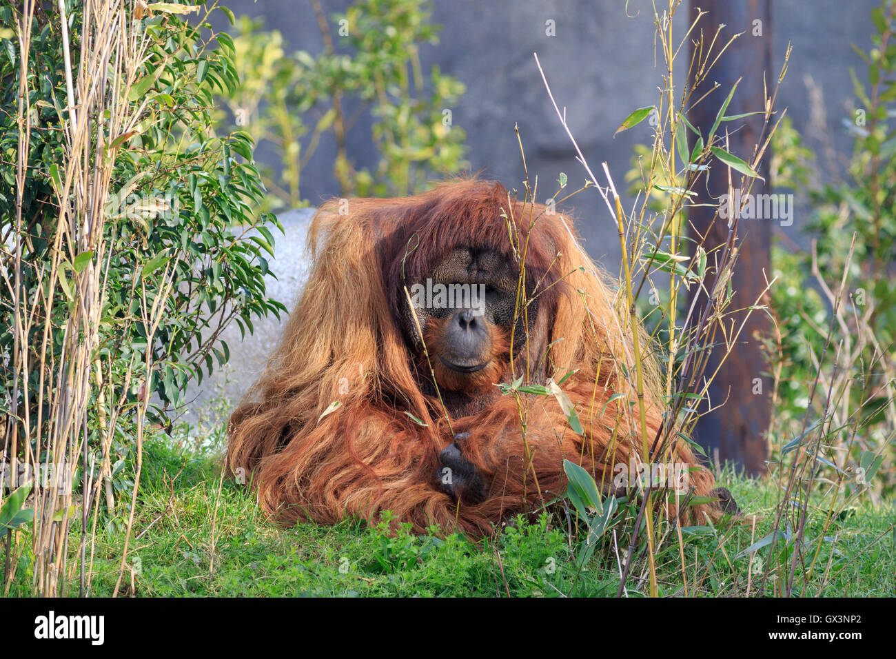 Orangutang Sumatra vicino fino a Erba Foto Stock