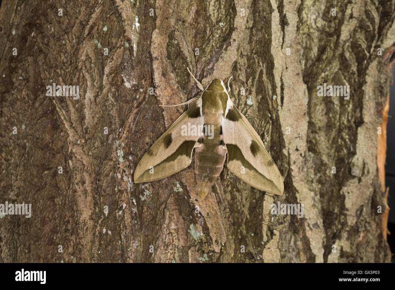 Mittelmeer-Wolfsmilchschwärmer, Riesen-Wolfsmilchschwärmer, Hyles Nicea, Mediterraneo Hawk-moth, maggiore hawkmoth euforbia, Le S Foto Stock