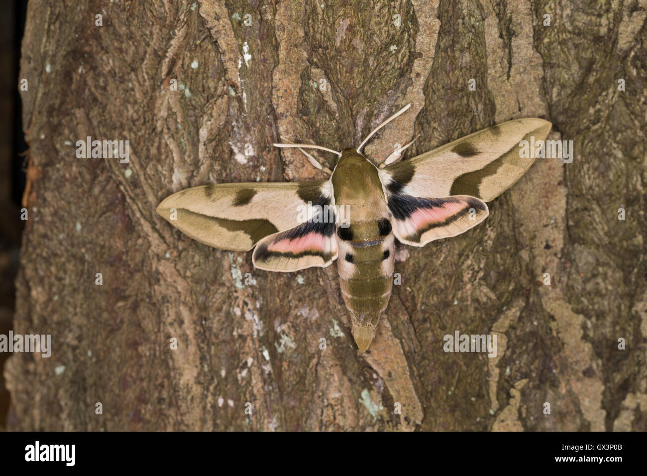 Mittelmeer-Wolfsmilchschwärmer, Riesen-Wolfsmilchschwärmer, Hyles Nicea, Mediterraneo Hawk-moth, maggiore hawkmoth euforbia, Le S Foto Stock