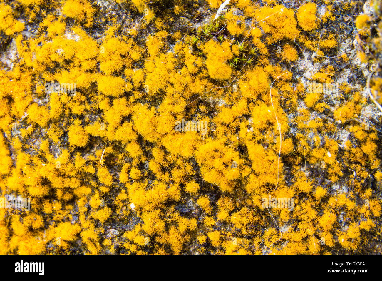 Giallo Licheni delle renne o Cladonia rangiferina crescente sul vecchio muro, close up macro. Foto Stock