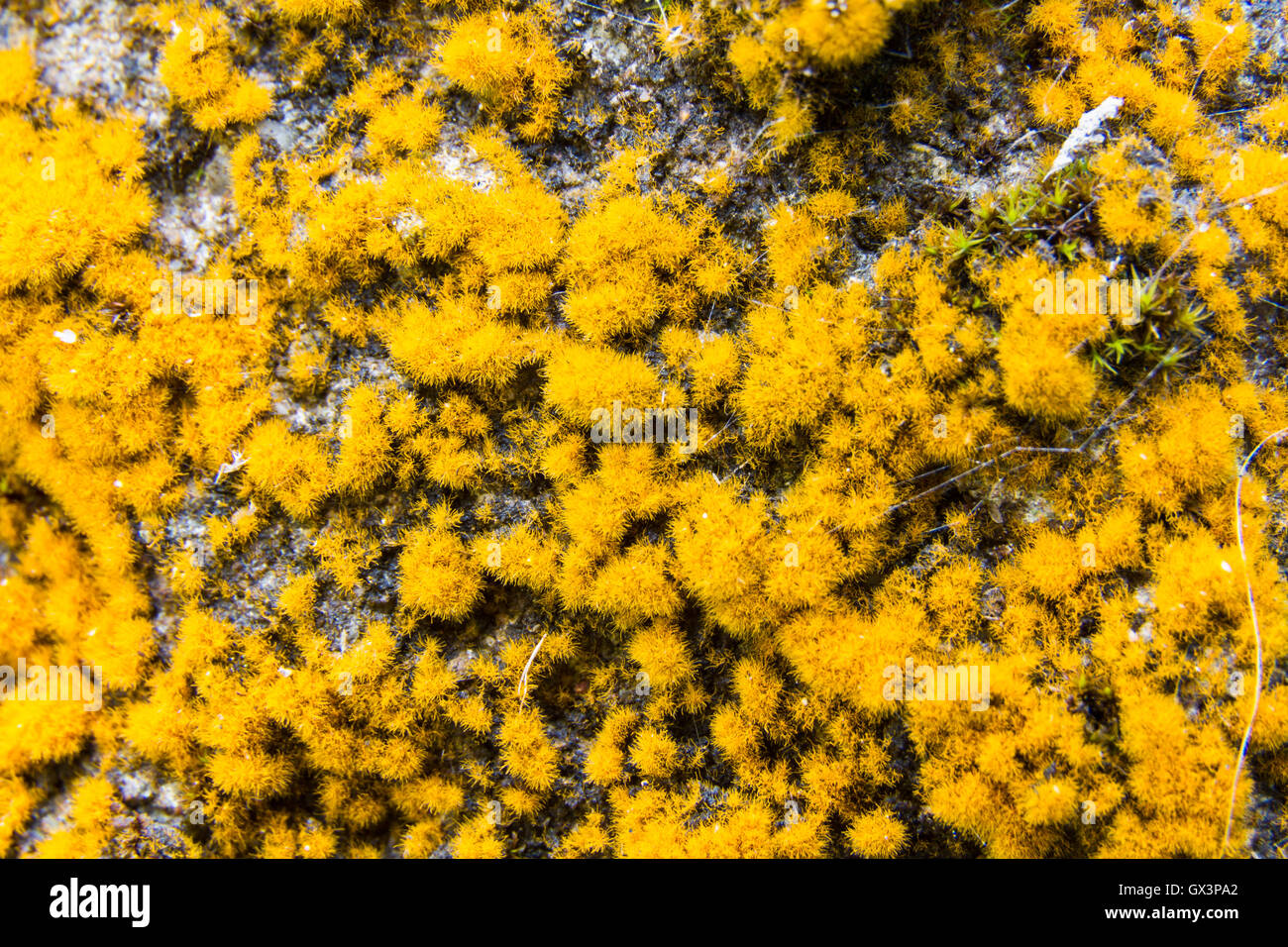 Giallo Licheni delle renne o Cladonia rangiferina crescente sul vecchio muro, close up macro. Foto Stock