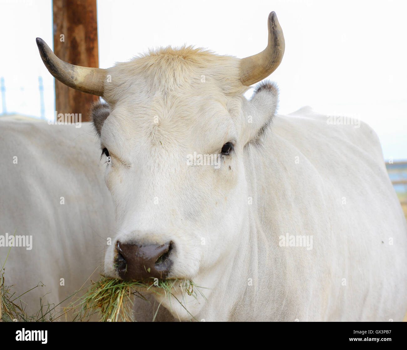 White Bull mucca mangiare erba Foto Stock