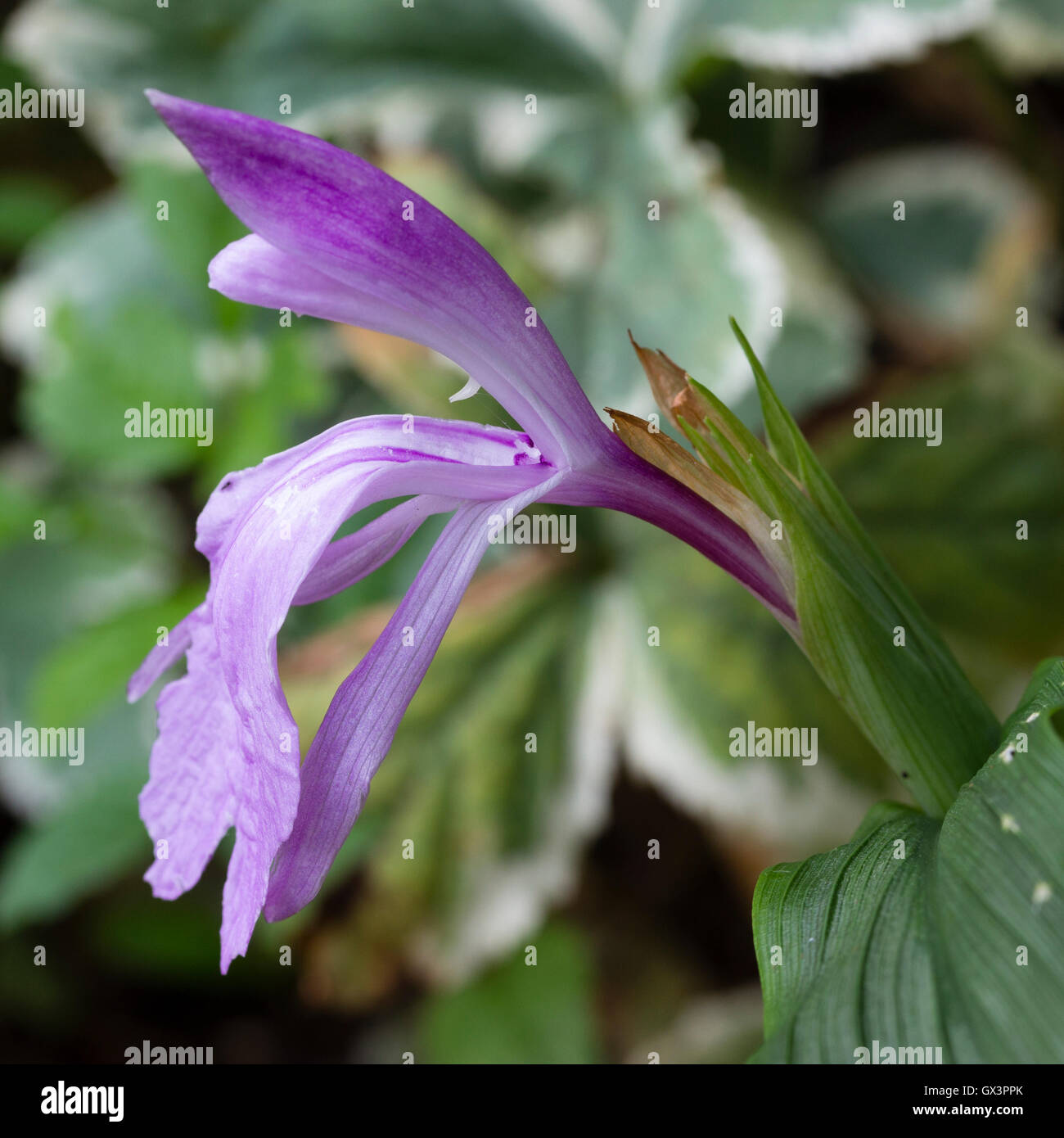 Singolo fiore close up hardy zenzero, Roscoea purpurea "l'ultimo imperatore" Foto Stock