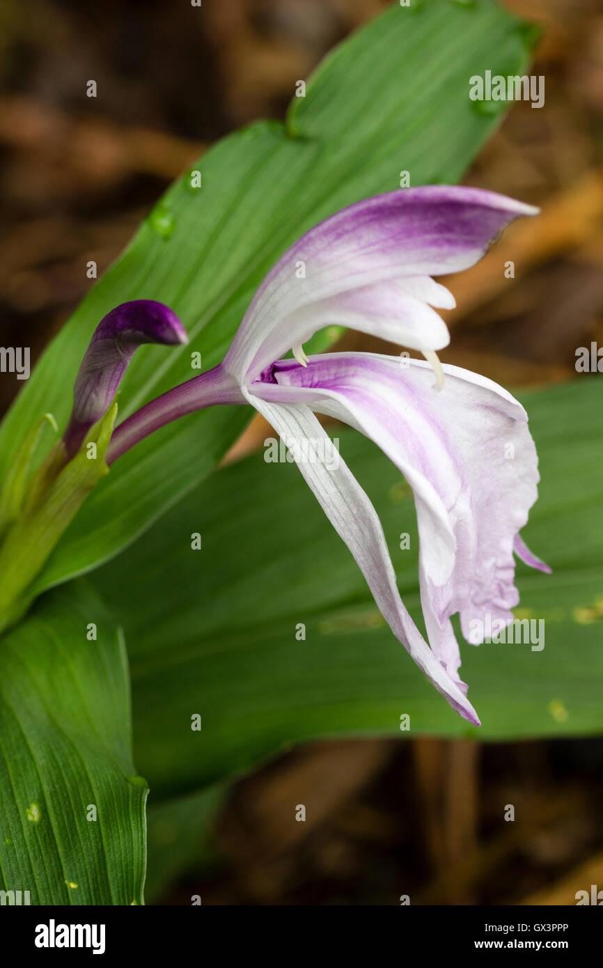 Singolo fiore close up hardy zenzero, Roscoea purpurea "l'ultimo imperatore" Foto Stock