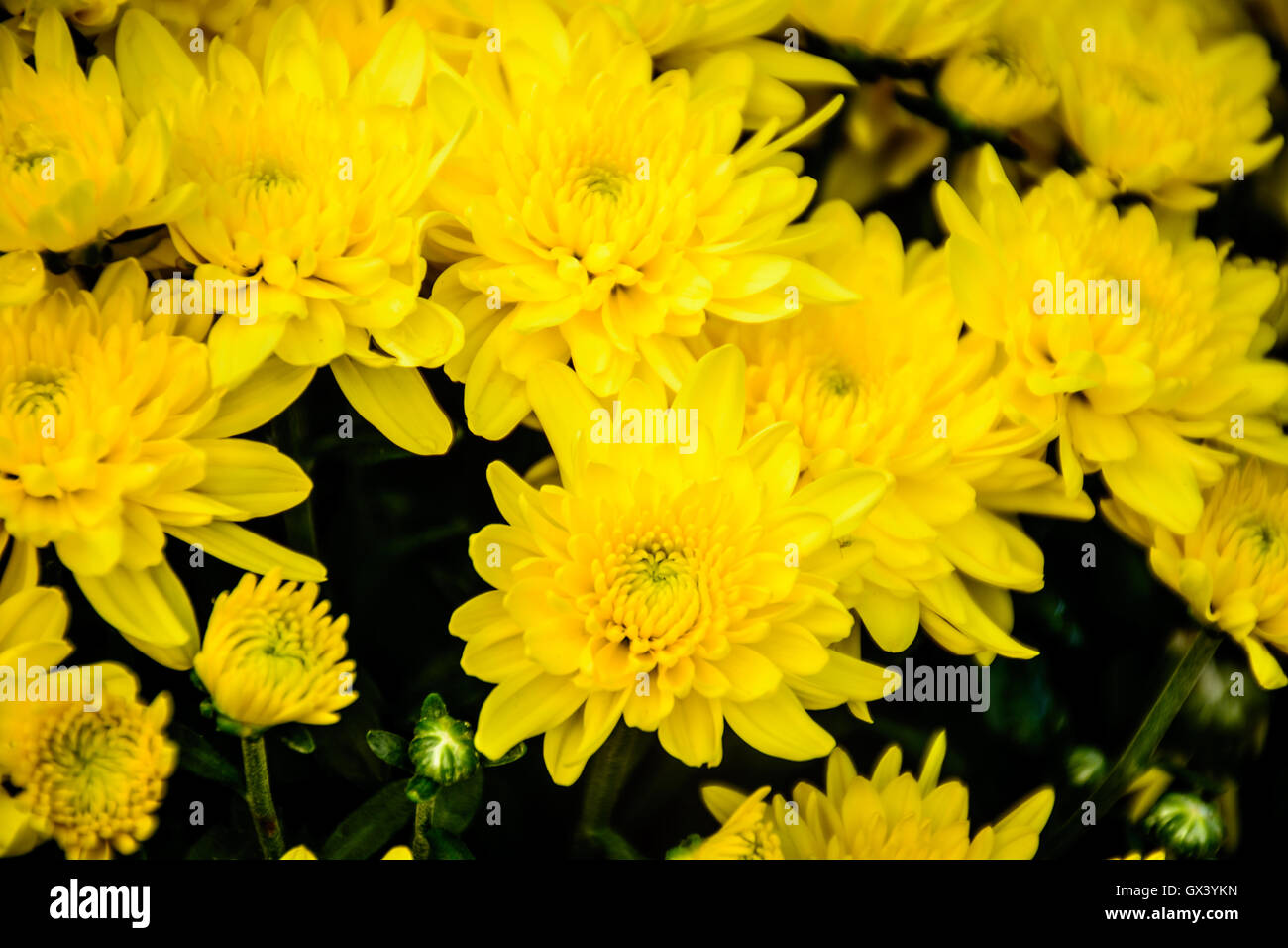 Crisantemo giallo in autunno. crisantemo è sempre il simbolo dell'autunno in Cina. Foto Stock