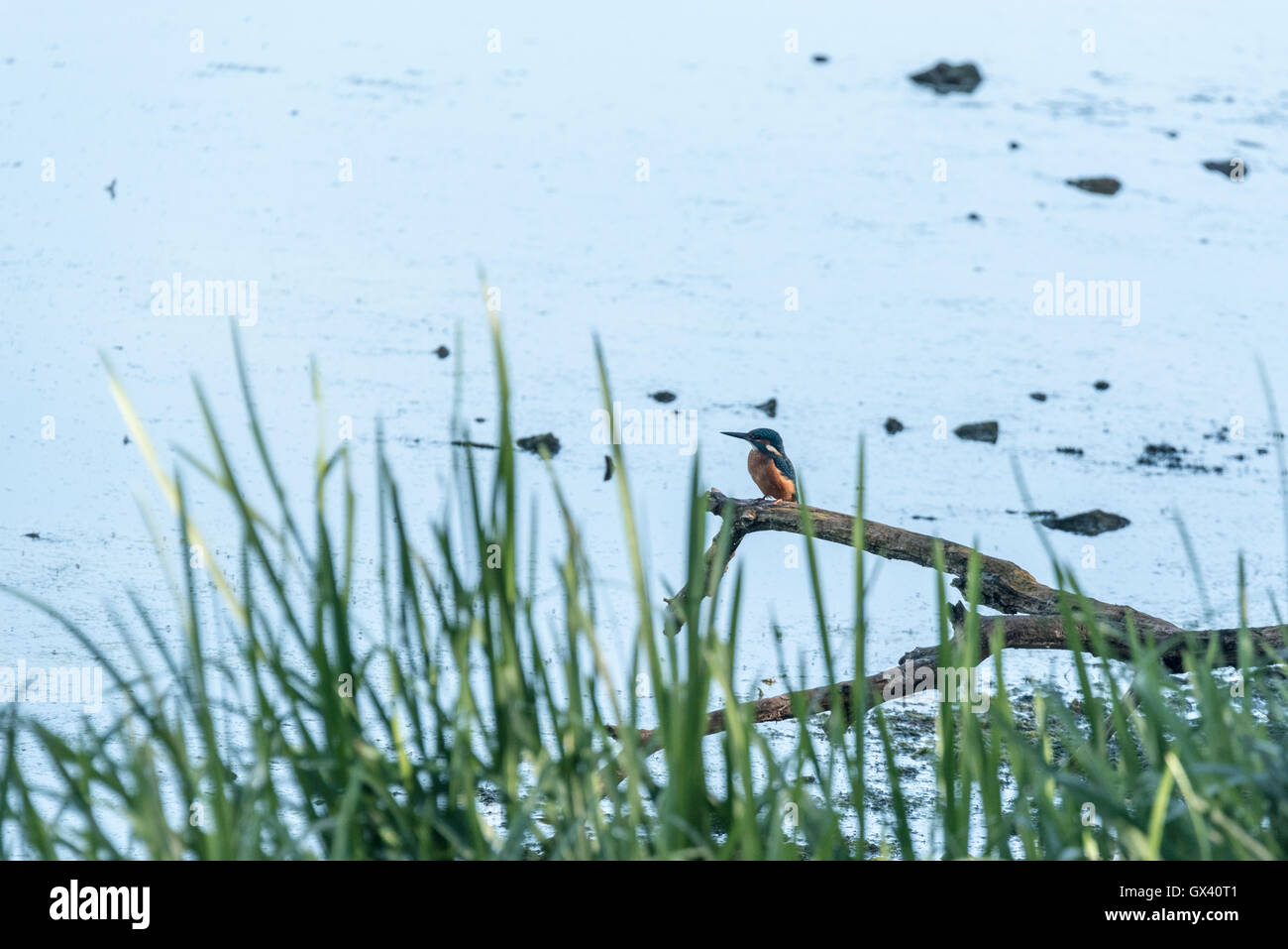 Un arroccato Kingfisher Foto Stock