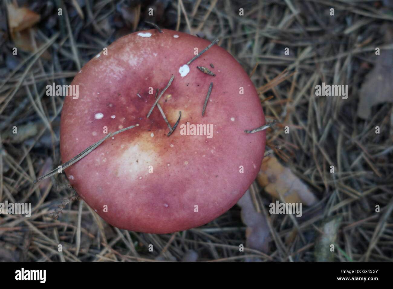 Russula emetica, comunemente noto come sickener, emetici russula o vomito fungo russula Foto Stock