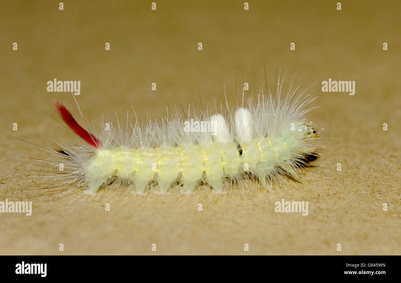 Il tufted e peloso caterpillar di un pallido Tussock (Calliteara pudibunda) moth. Bedgebury Forest, Kent. Regno Unito Foto Stock