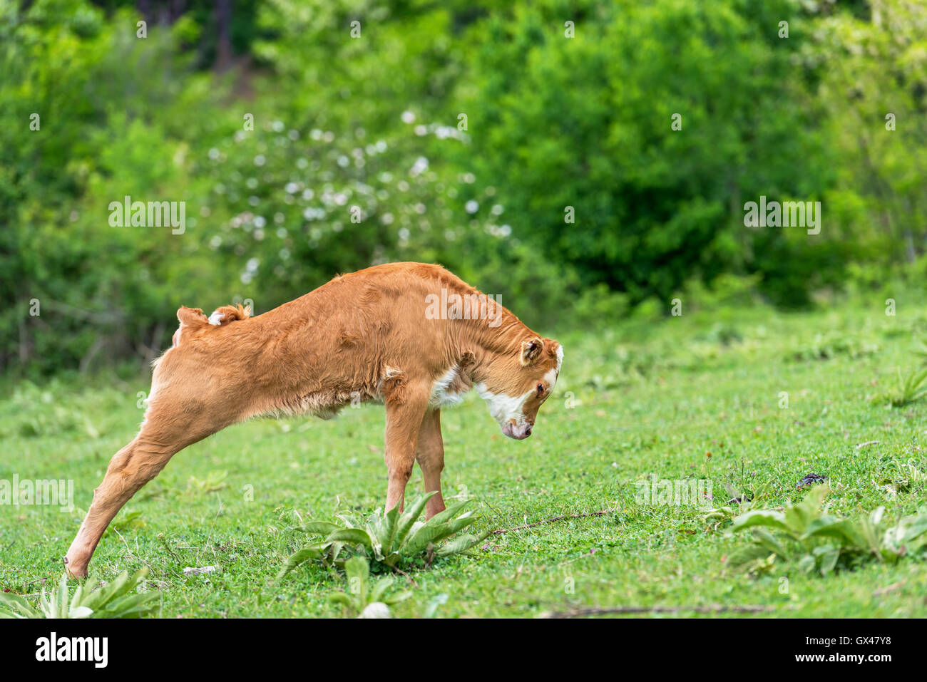 È un piccolo grazioso calf in piedi da solo in pascolo verde Foto Stock